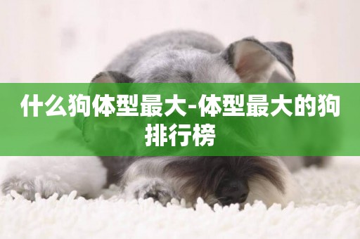 什么狗體型最大-體型最大的狗排行榜