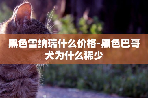 黑色雪納瑞什么價格-黑色巴哥犬為什么稀少