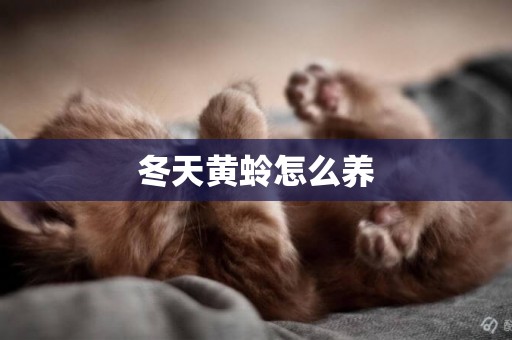 冬天黃蛉怎么養