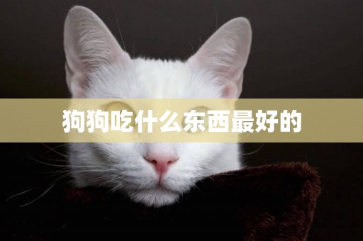 狗狗吃什么東西最好的