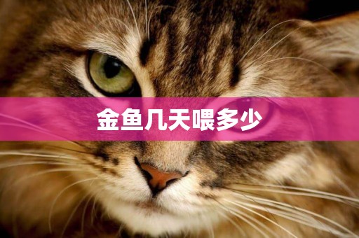 金魚幾天喂多少