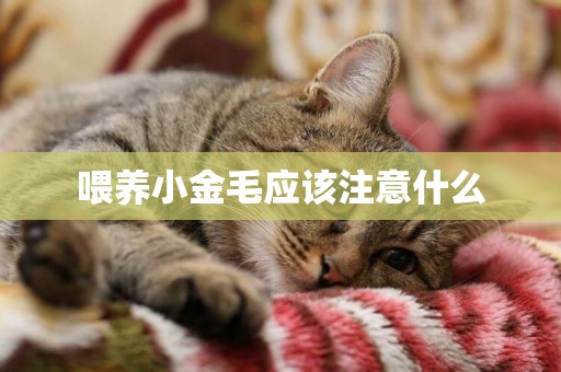喂養小金毛應該注意什么
