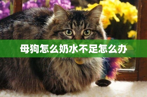 母狗怎么奶水不足怎么辦