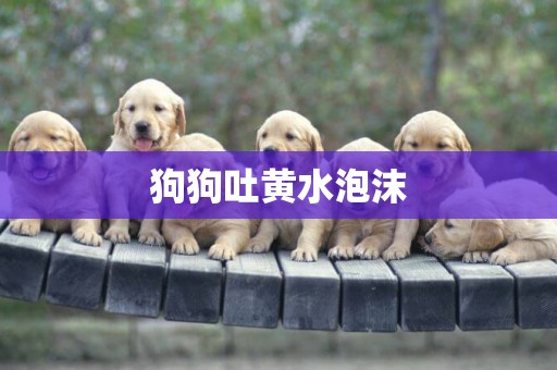狗狗吐黃水泡沫