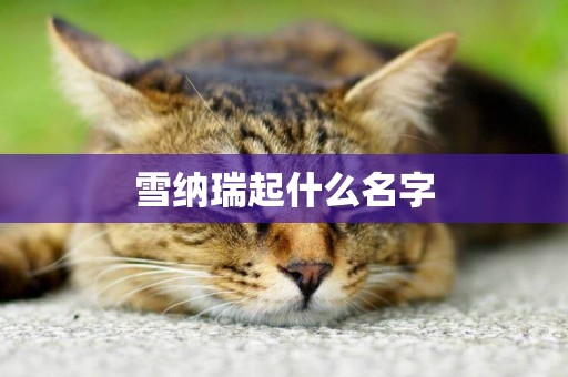 雪納瑞起什么名字