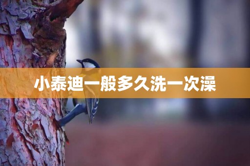 小泰迪一般多久洗一次澡