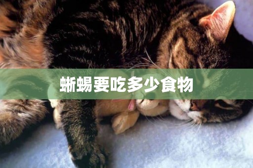 蜥蜴要吃多少食物