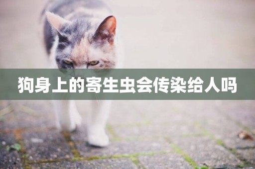 狗身上的寄生蟲會傳染給人嗎