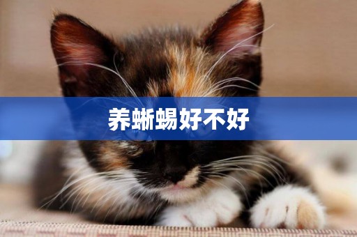 養蜥蜴好不好