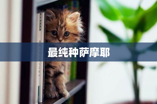 最純種薩摩耶
