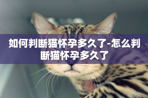 如何判斷貓懷孕多久了-怎么判斷貓懷孕多久了