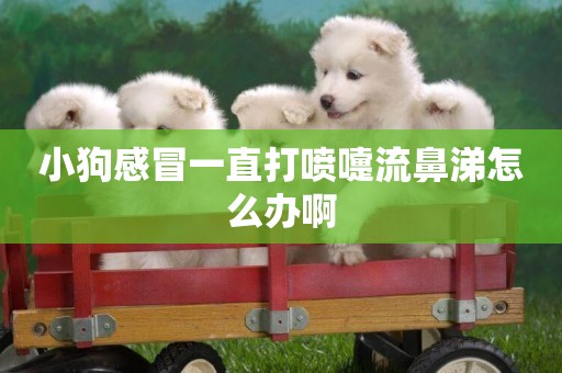 小狗感冒一直打噴嚏流鼻涕怎么辦啊