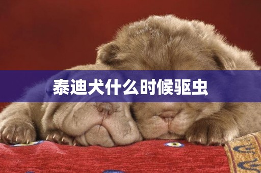 泰迪犬什么時候驅蟲