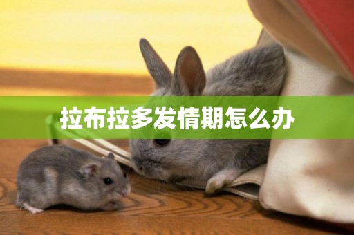 拉布拉多發情期怎么辦