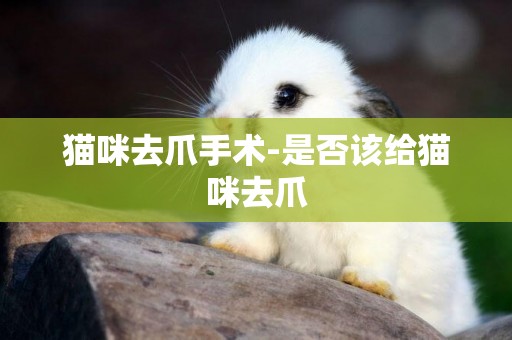 貓咪去爪手術-是否該給貓咪去爪