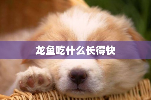 龍魚吃什么長得快
