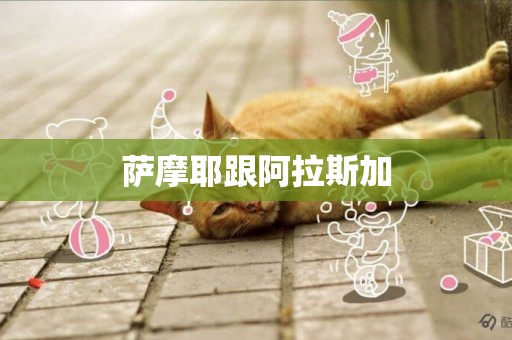 薩摩耶跟阿拉斯加