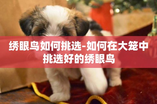 繡眼鳥如何挑選-如何在大籠中挑選好的繡眼鳥