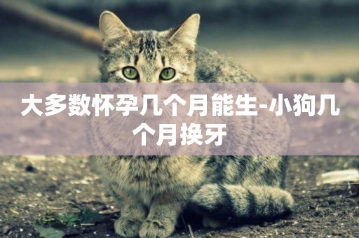 大多數懷孕幾個月能生-小狗幾個月換牙