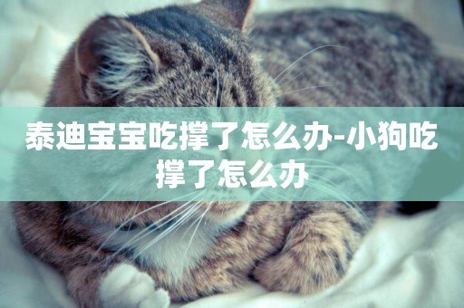 泰迪寶寶吃撐了怎么辦-小狗吃撐了怎么辦