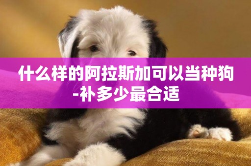 什么樣的阿拉斯加可以當種狗-補多少最合適