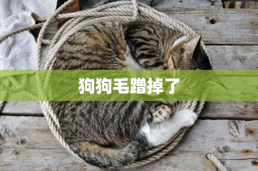 狗狗毛蹭掉了