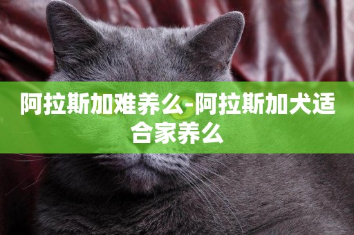 阿拉斯加難養么-阿拉斯加犬適合家養么