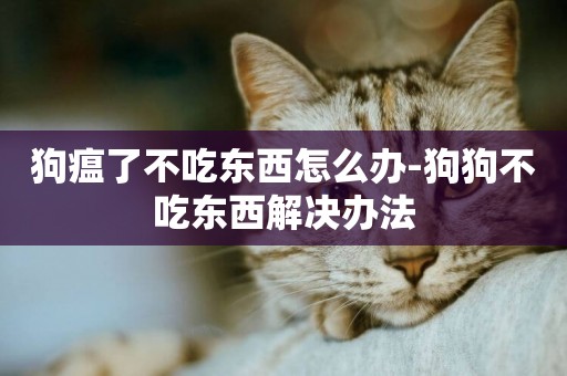 狗瘟了不吃東西怎么辦-狗狗不吃東西解決辦法