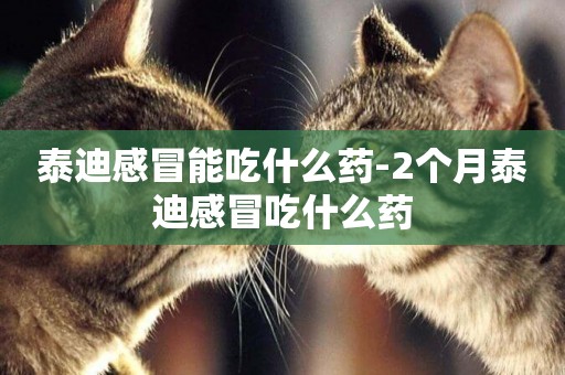泰迪感冒能吃什么藥-2個月泰迪感冒吃什么藥