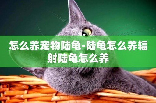 怎么養寵物陸龜-陸龜怎么養輻射陸龜怎么養