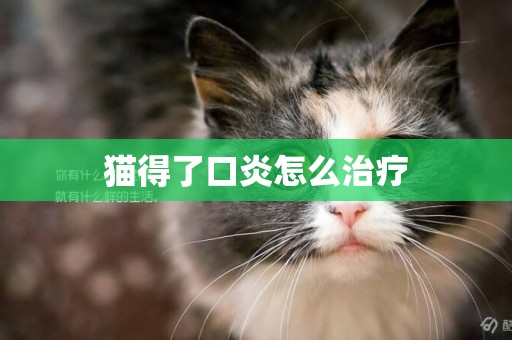 貓得了口炎怎么治療