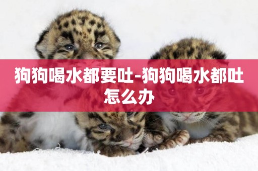 狗狗喝水都要吐-狗狗喝水都吐怎么辦