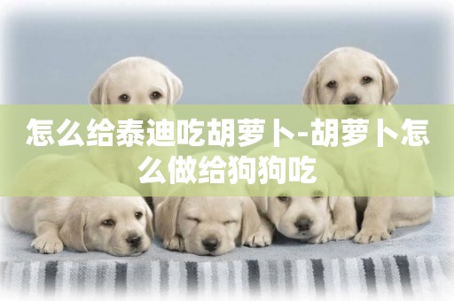怎么給泰迪吃胡蘿卜-胡蘿卜怎么做給狗狗吃