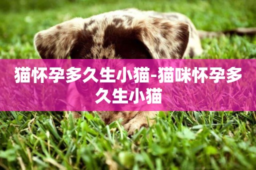 貓懷孕多久生小貓-貓咪懷孕多久生小貓
