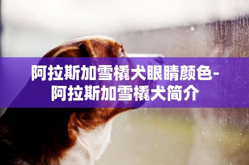 阿拉斯加雪橇犬眼睛顏色-阿拉斯加雪橇犬簡介