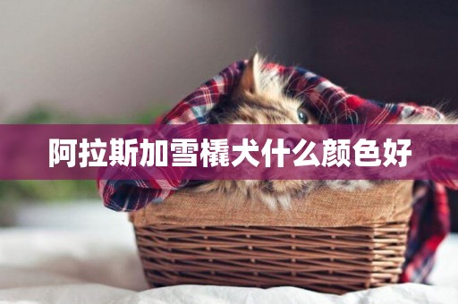阿拉斯加雪橇犬什么顏色好