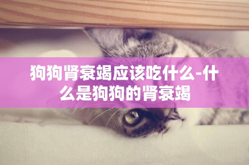 狗狗腎衰竭應該吃什么-什么是狗狗的腎衰竭