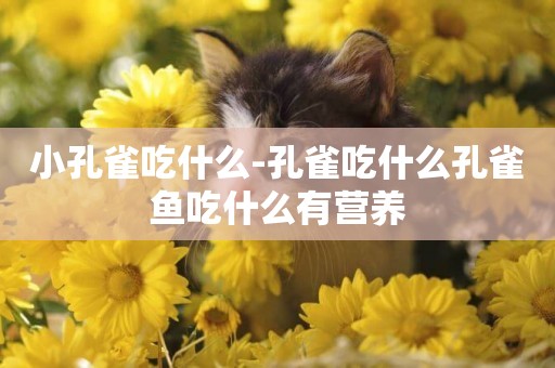 小孔雀吃什么-孔雀吃什么孔雀魚吃什么有營養