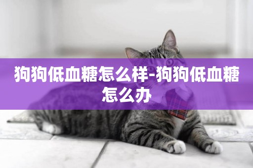 狗狗低血糖怎么樣-狗狗低血糖怎么辦