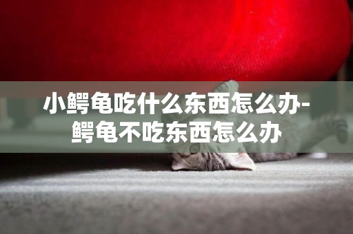 小鱷龜吃什么東西怎么辦-鱷龜不吃東西怎么辦