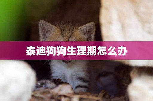 泰迪狗狗生理期怎么辦