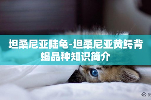 坦桑尼亞陸龜-坦桑尼亞黃鱷背蝎品種知識簡介