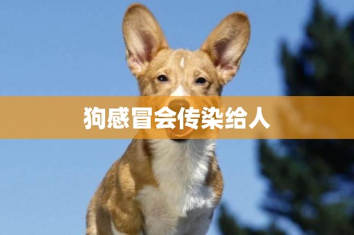 狗感冒會傳染給人