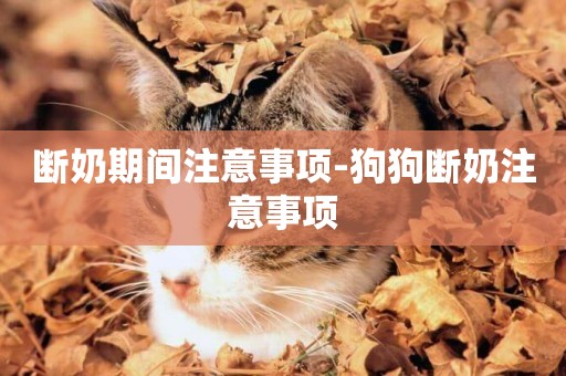 斷奶期間注意事項-狗狗斷奶注意事項
