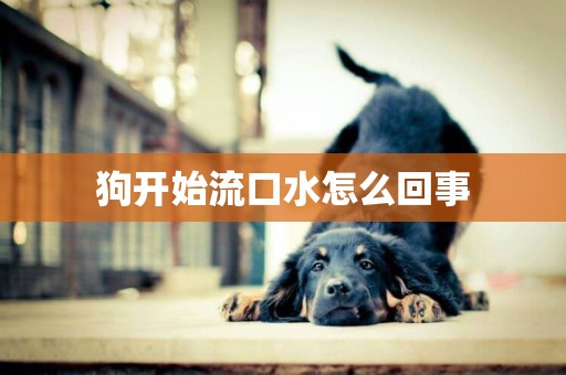 狗開始流口水怎么回事