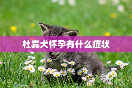 杜賓犬懷孕有什么癥狀