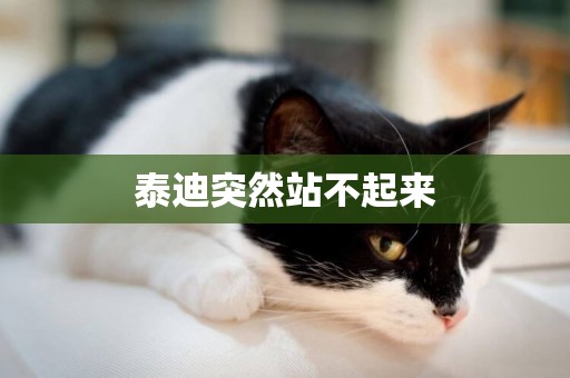 泰迪突然站不起來