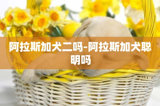 阿拉斯加犬二嗎-阿拉斯加犬聰明嗎