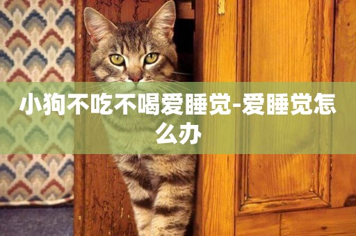 小狗不吃不喝愛睡覺-愛睡覺怎么辦