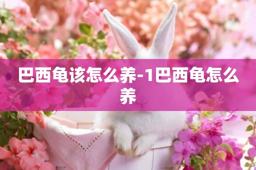 巴西龜該怎么養-1巴西龜怎么養